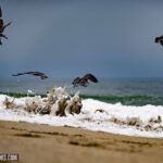 Birds and Waves